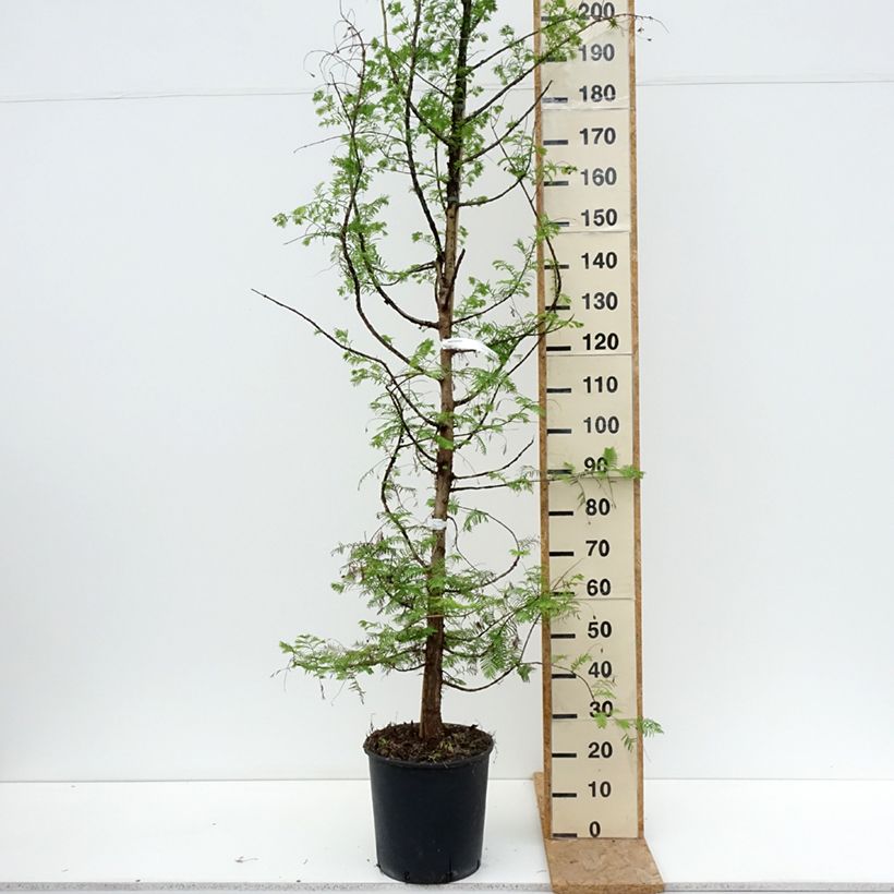 Amostra de Metasequoia glyptostroboides Vaso de 18 L/20 L tal como entregue no verão