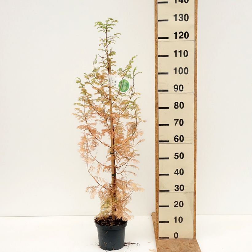 Amostra de Metasequoia glyptostroboides Vaso de 3 L/4 L tal como entregue no outono