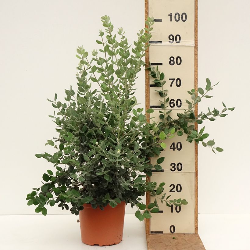 Amostra de Metrosideros excelsa Vaso de 7,5 L/10 L tal como entregue no outono