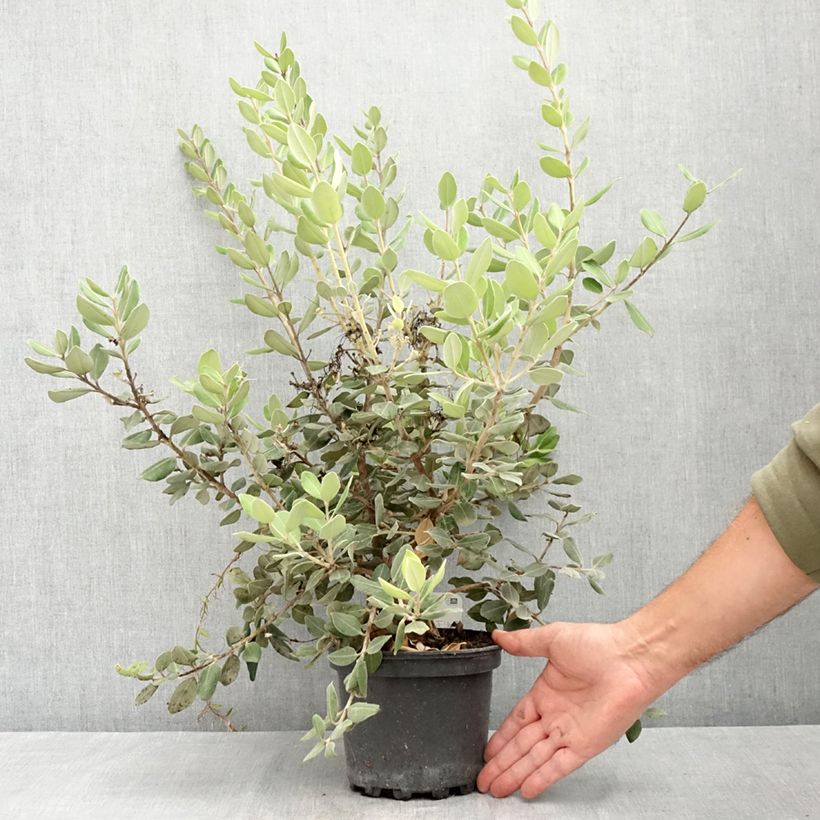 Amostra de Metrosídero excelsa Aurea Vaso de 2 L/3 L tal como entregue no verão