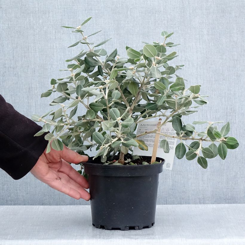 Amostra de Metrosídero excelsa Aurea Vaso de 2 L/3 L tal como entregue na primavera