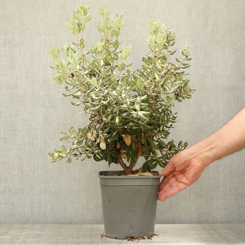 Amostra de Pohutukawa kermadecensis Aureomarginata Vaso de 4 L/5 L tal como entregue no verão