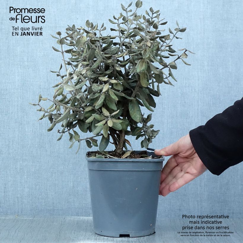 Amostra de Metrosideros excelsa Aureomarginata ou M. kermadecensis Variegata - Arbre de Noël de Nouvelle-Zélande Vaso de 4 L/5 L tal como entregue no inverno