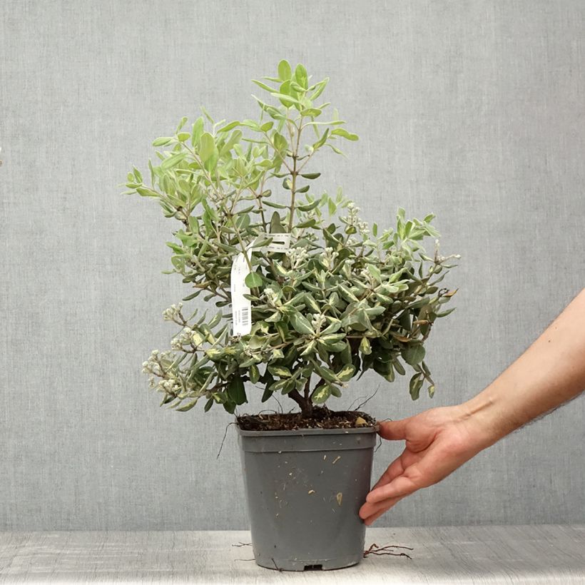 Amostra de Pohutukawa kermadecensis Aureomarginata Vaso de 4 L/5 L tal como entregue na primavera