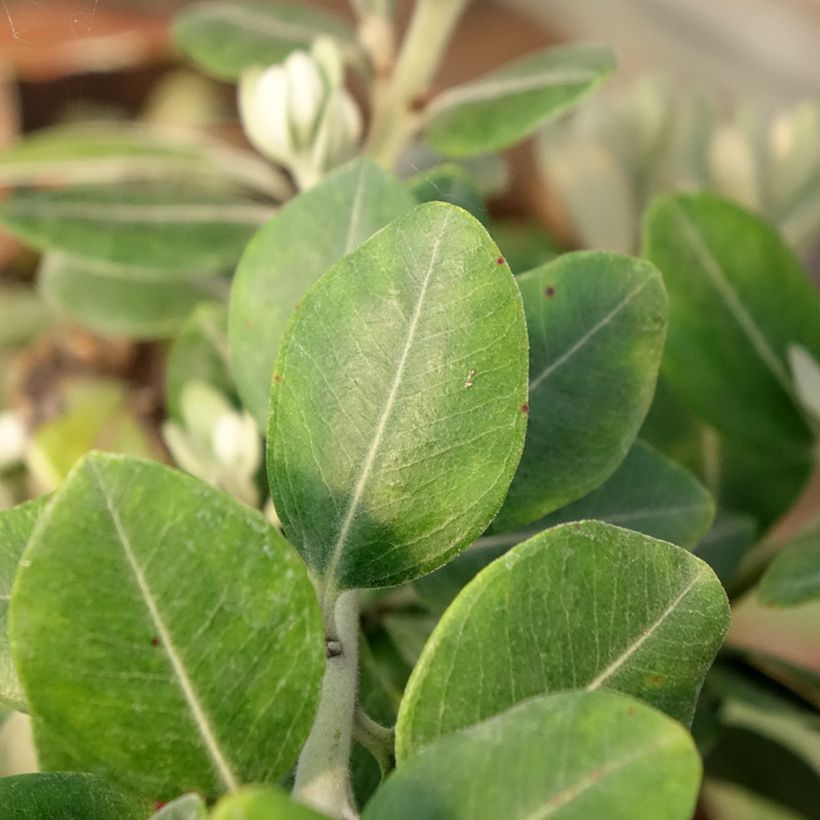Metrosideros × thomasii (Folhagem)