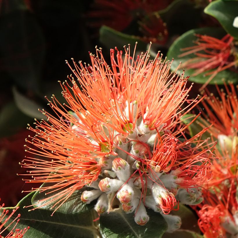 Metrosideros × thomasii (Floração)