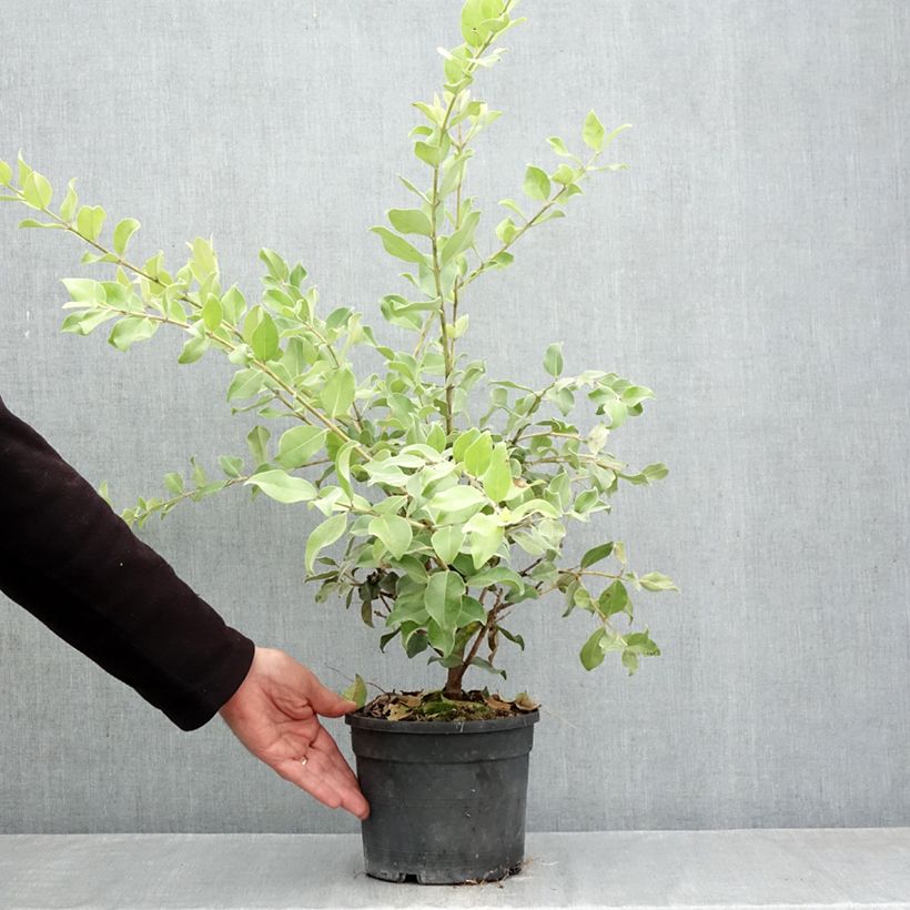 Amostra de Metrosideros × thomasii Vaso de 3 L/4 L tal como entregue no outono
