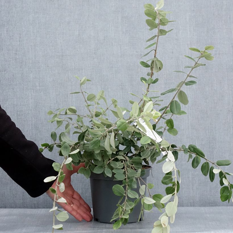 Amostra de Metrosideros × thomasii Vaso de 3 L/4 L tal como entregue no inverno