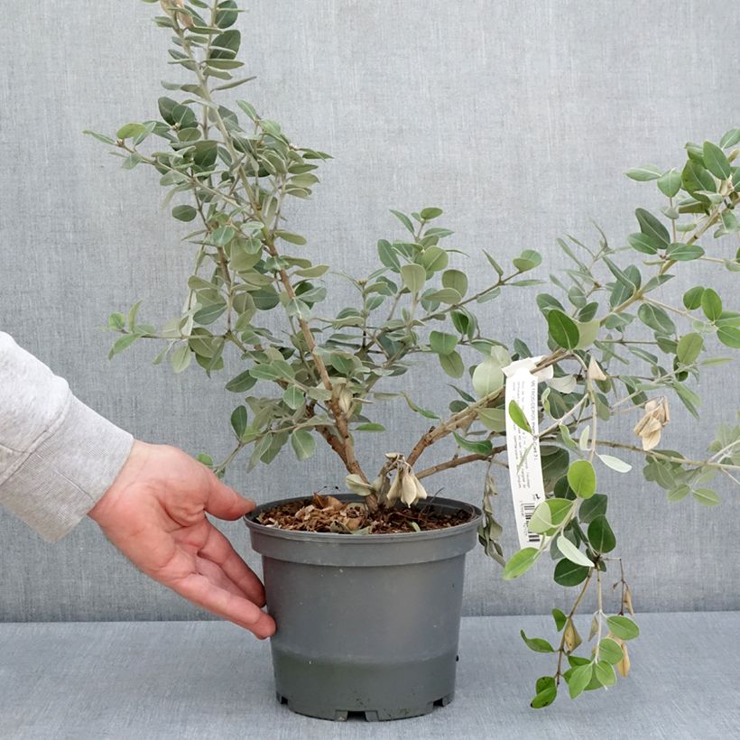 Amostra de Metrosideros × thomasii Vaso de 3 L/4 L tal como entregue na primavera