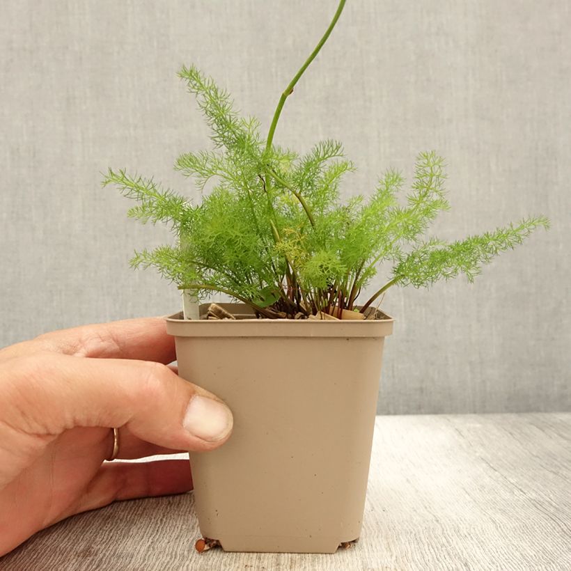 Amostra de Meum athamanticum Vaso de 8/9 cm tal como entregue no outono