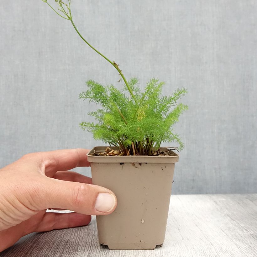 Amostra de Meum athamanticum Vaso de 8/9 cm tal como entregue no verão