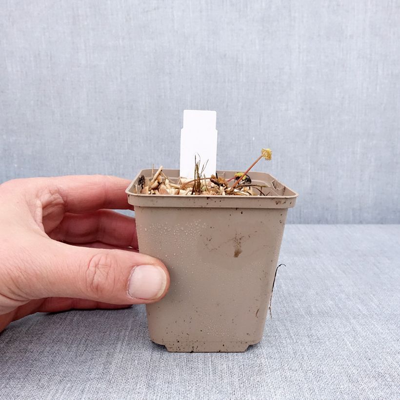 Amostra de Meum athamanticum - Cerfeuil des Alpes Godet de 8/9 cm tal como entregue no inverno