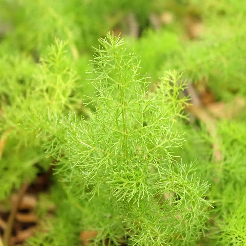 Meum athamanticum (Folhagem)