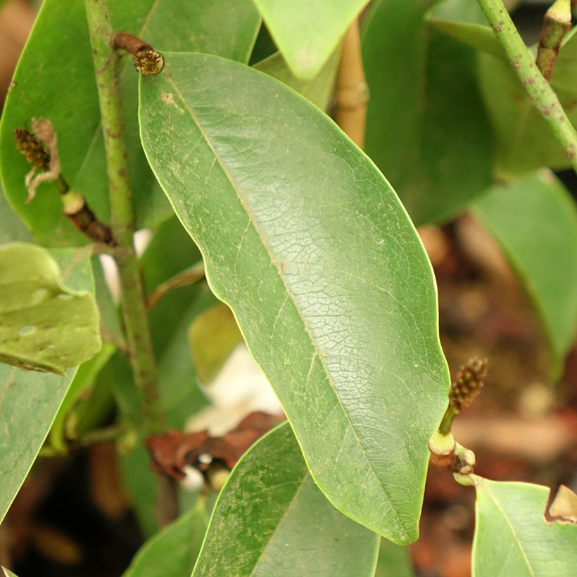 Magnolia Fairy Lime (Folhagem)