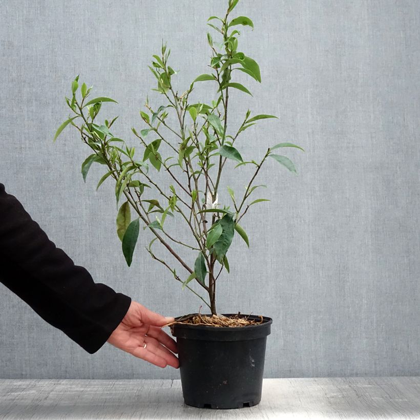 Amostra de Magnolia figo - Magnólia-banana Vaso de 2 L/3 L tal como entregue na primavera