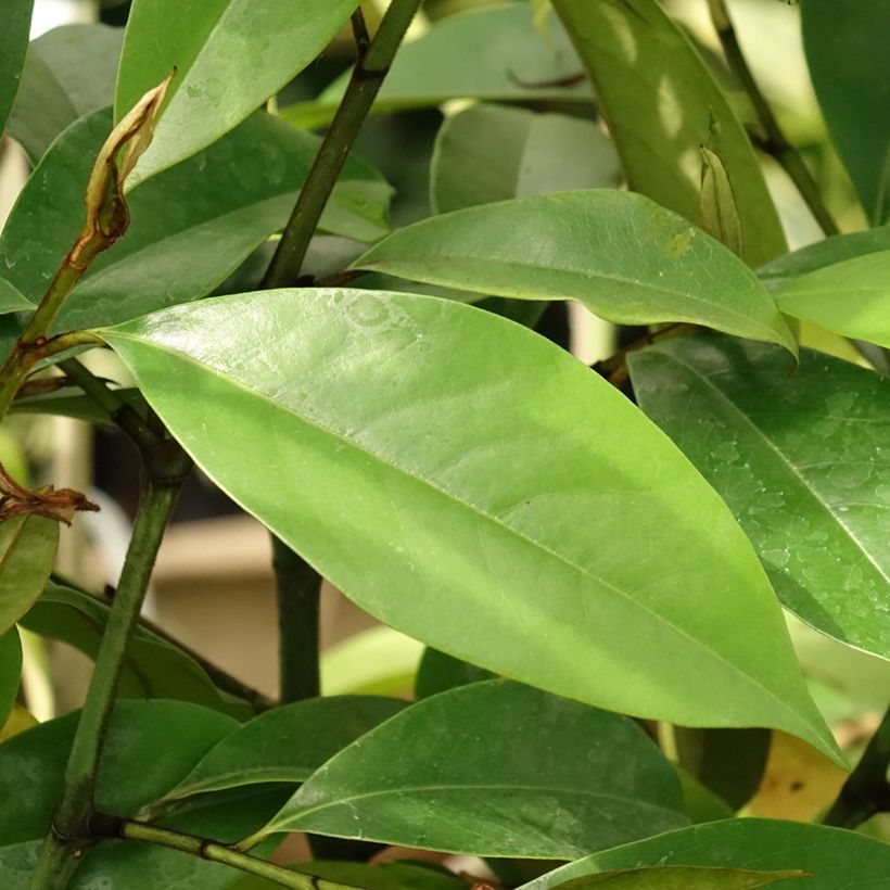 Magnolia Allspice  - Magnólia-banana (Folhagem)
