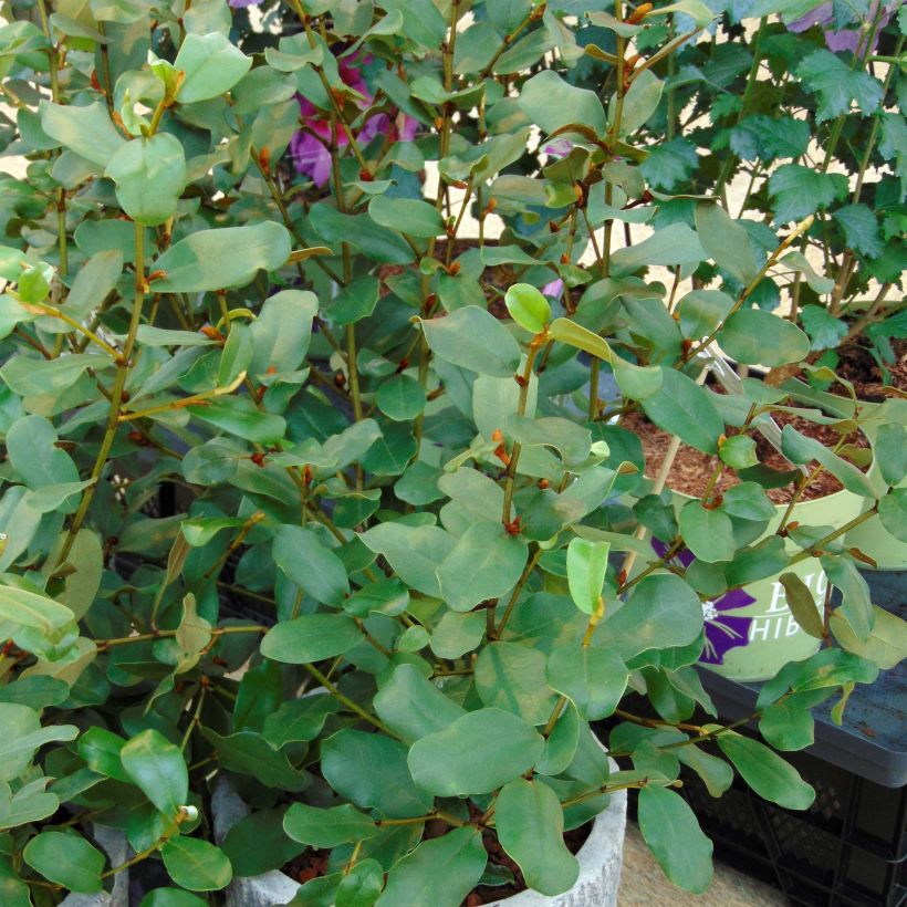 Magnolia yunnanensis Gail's Favorite (Hábito)