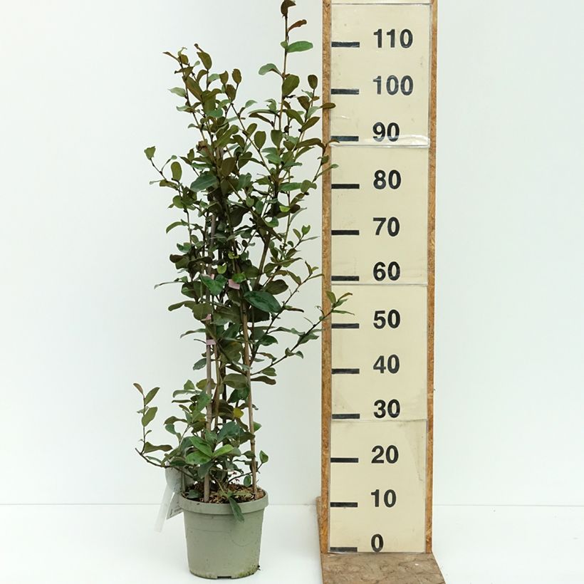 Amostra de Magnolia yunnanensis Gail's Favorite Vaso de 4 L/5 L tal como entregue no verão