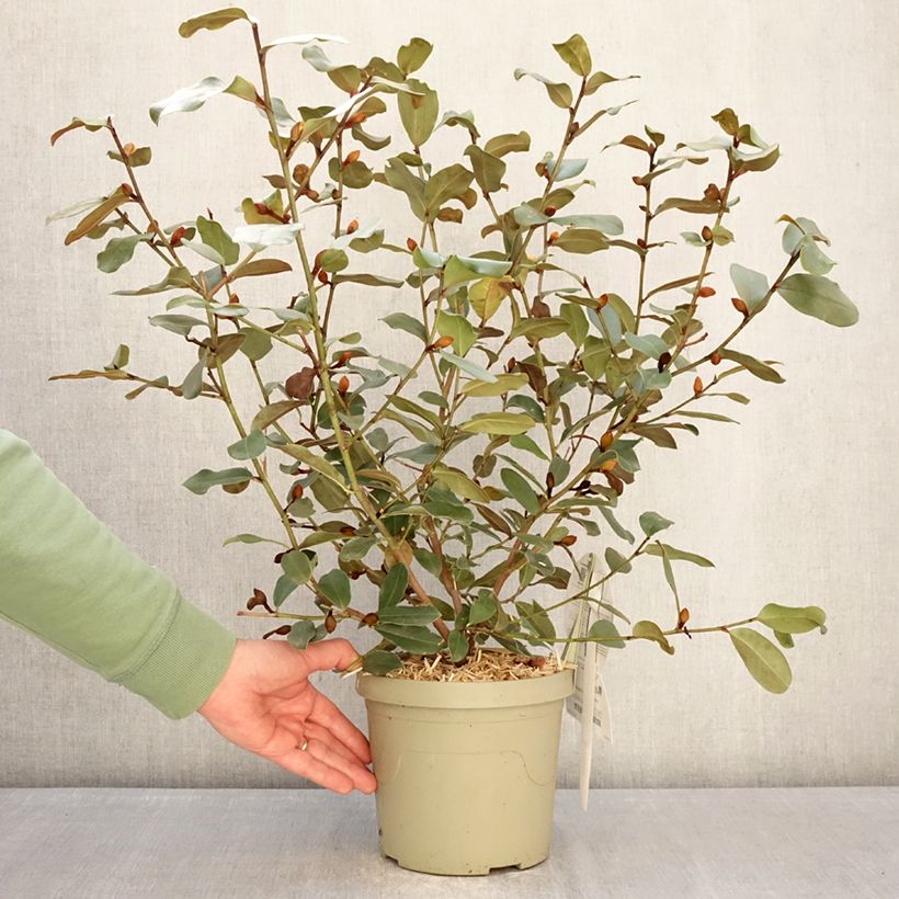 Amostra de Magnolia yunnanensis Gail's Favorite Vaso de 4 L/5 L tal como entregue no inverno