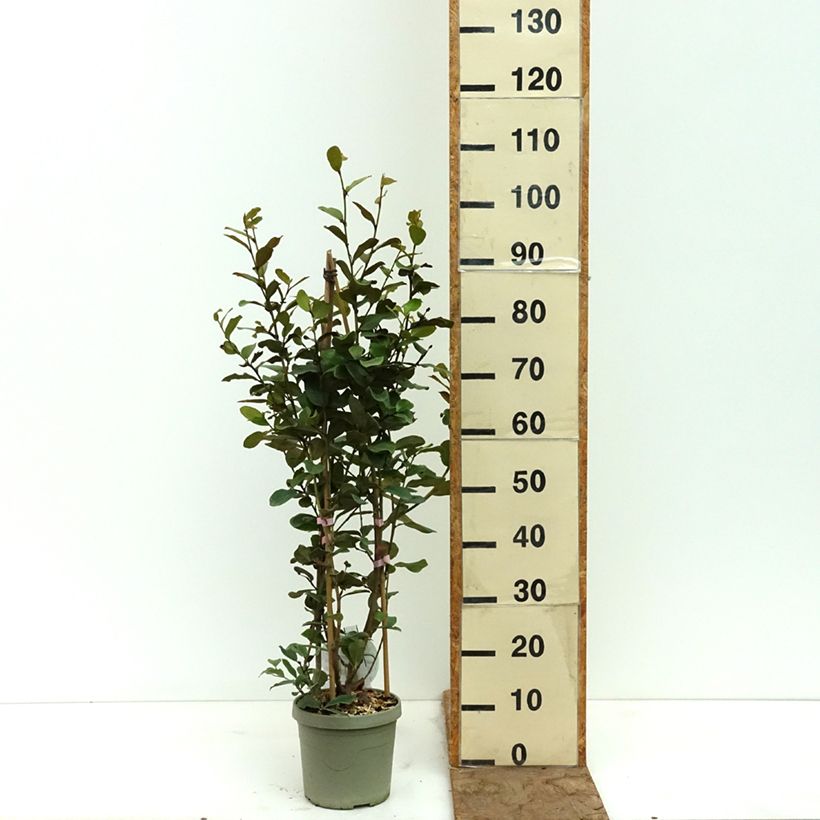 Amostra de Magnolia yunnanensis Gail's Favorite Vaso de 4 L/5 L tal como entregue na primavera