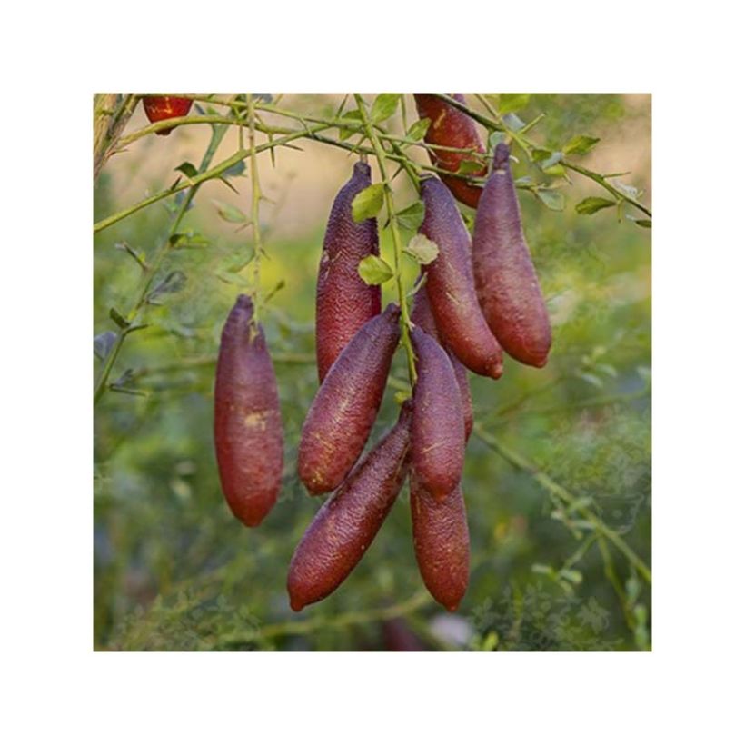 Limão caviar Grãos Pretos (Colheita)