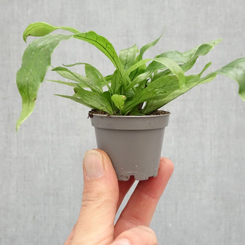 Amostra de Microsorum musifolium Crocodyllus Miniplanta tal como entregue na primavera