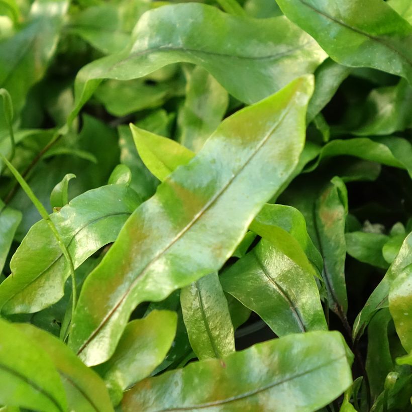 Microsorum pteropus - Feto-de-java (Folhagem)
