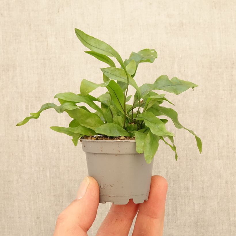 Amostra de Microsorum pteropus - Feto-de-java Miniplanta tal como entregue na primavera