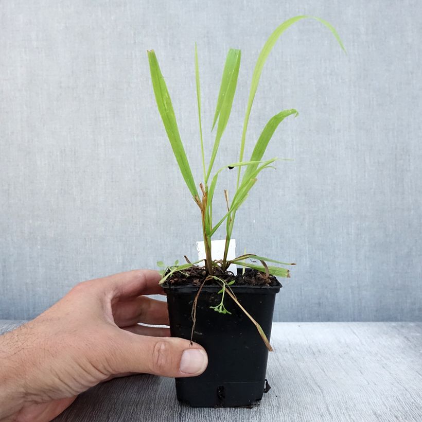 Amostra de Milium effusum Aureum Vaso de 8/9 cm tal como entregue no outono