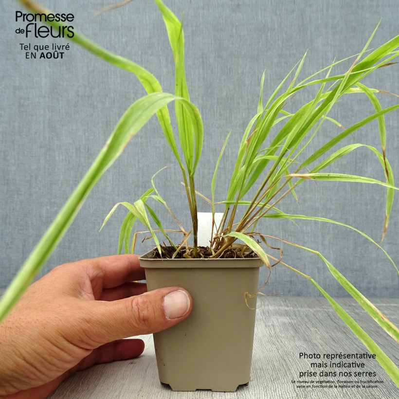 Amostra de Milium effusum Aureum Vaso de 8/9 cm tal como entregue no verão
