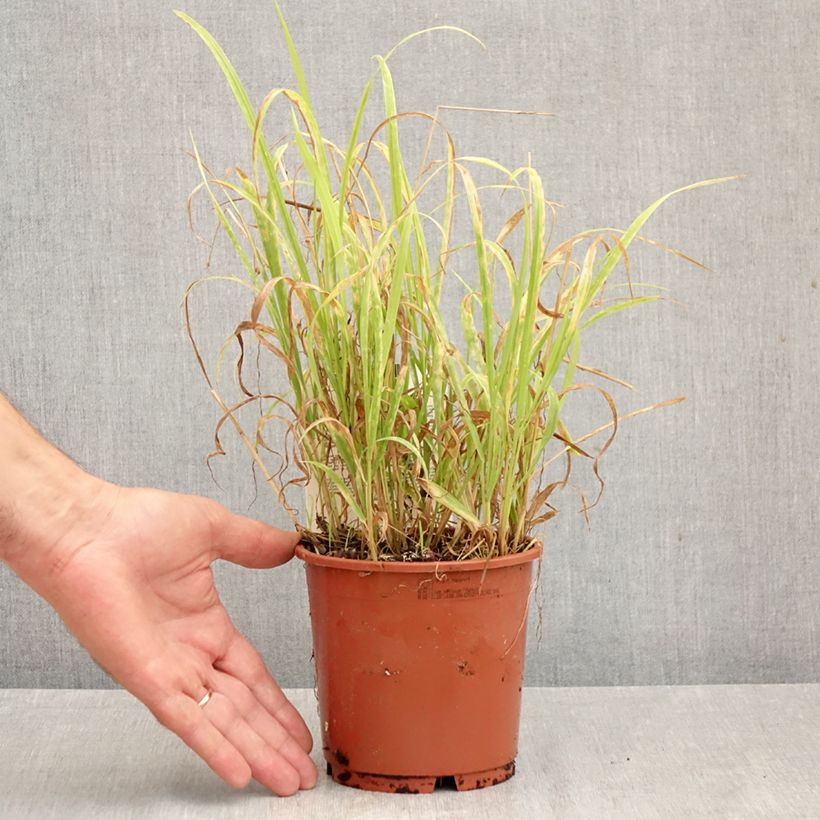 Amostra de Milium effusum Aureum Vaso de 1 L/1,5 L tal como entregue no outono