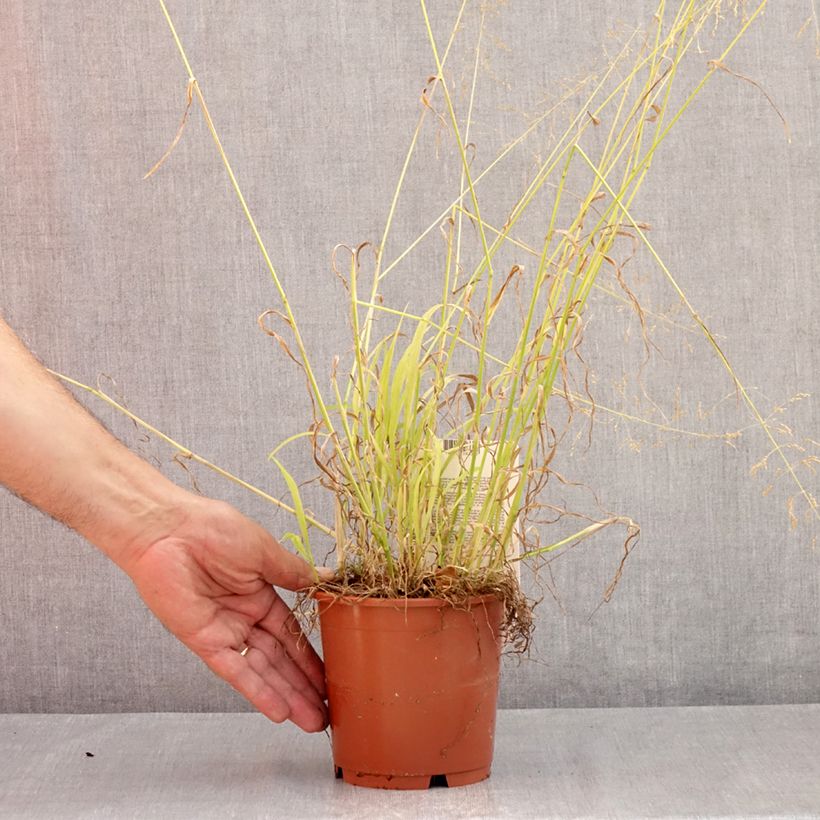 Amostra de Milium effusum Aureum Vaso de 1 L/1,5 L tal como entregue no verão