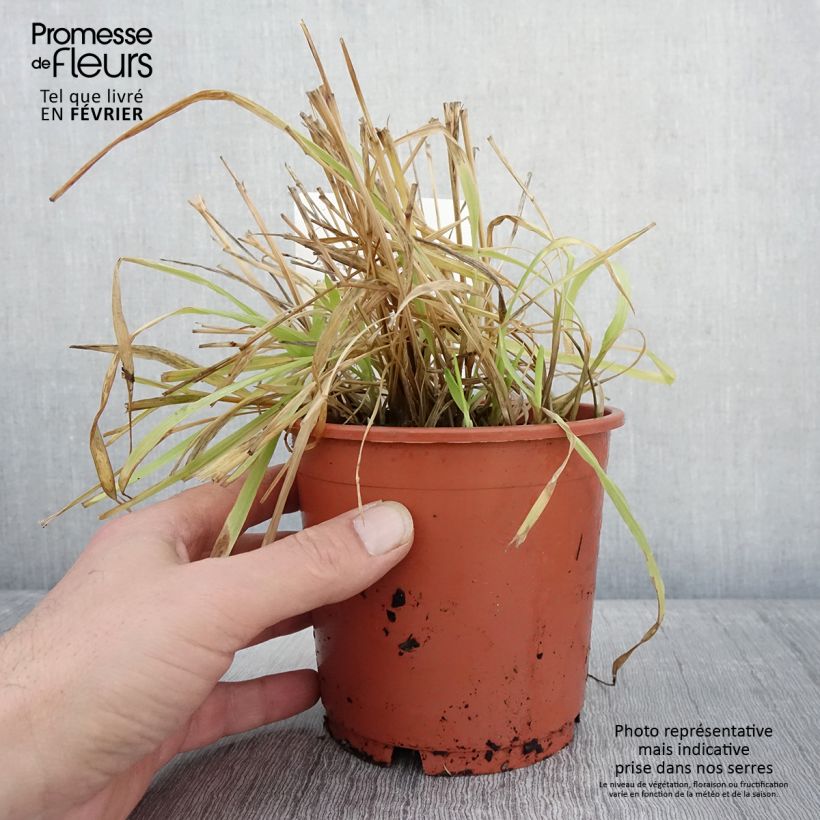 Amostra de Milium effusum Aureum Vaso de 1 L/1,5 L tal como entregue no inverno