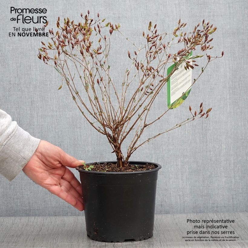 Amostra de Hypericum kalmianum Gemo Vaso de 3 L/4 L tal como entregue no outono