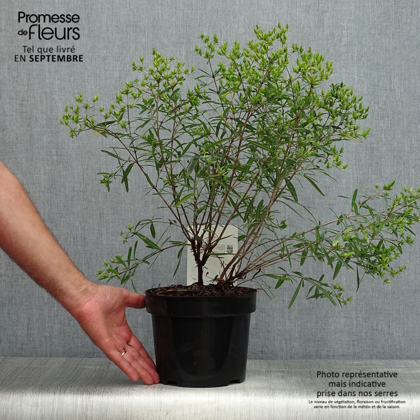 Amostra de Hypericum kalmianum Gemo Vaso de 3 L/4 L tal como entregue no verão