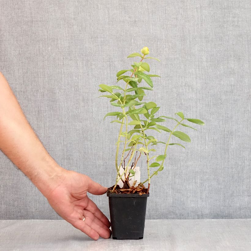 Amostra de Hypericum calycinum Vaso de 7/8 cm tal como entregue no verão