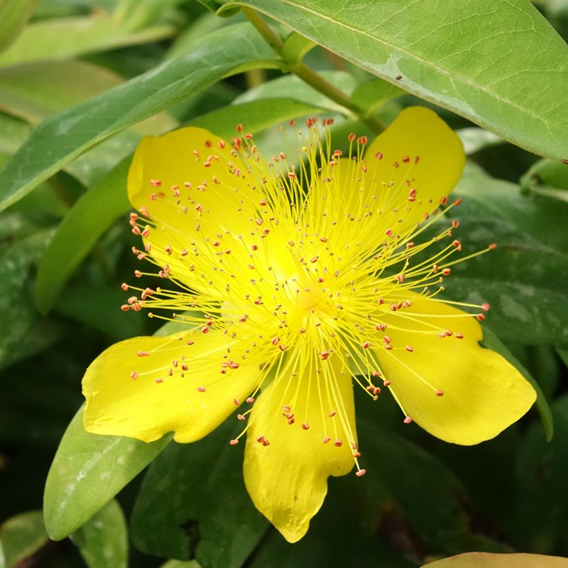 Hypericum calycinum (Floração)