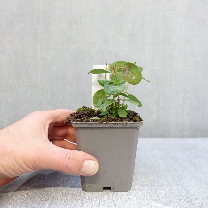 Amostra de Hypericum calycinum Vaso de 7/8 cm tal como entregue no inverno