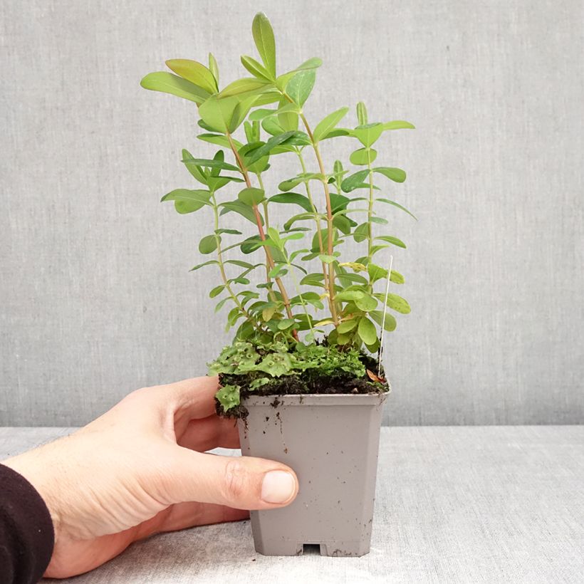 Amostra de Hypericum calycinum Vaso de 7/8 cm tal como entregue na primavera