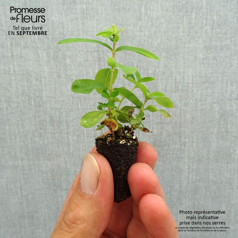 Amostra de Hypericum calycinum Mini-torrão Ø 1,5/2,5 cm tal como entregue no outono