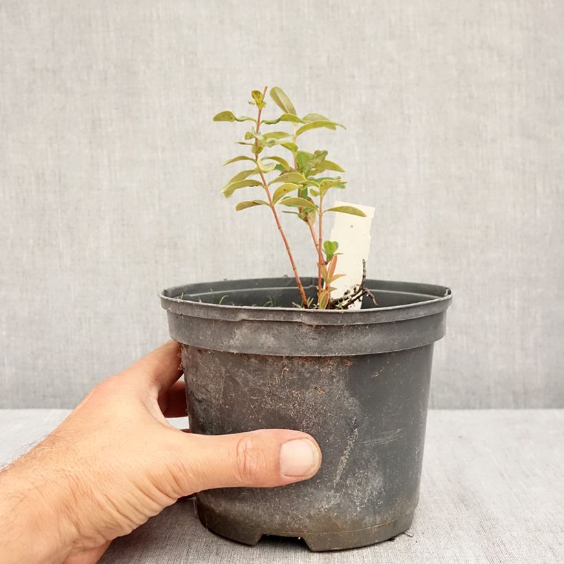Amostra de Hypericum calycinum Vaso de 2 L/3 L tal como entregue no verão