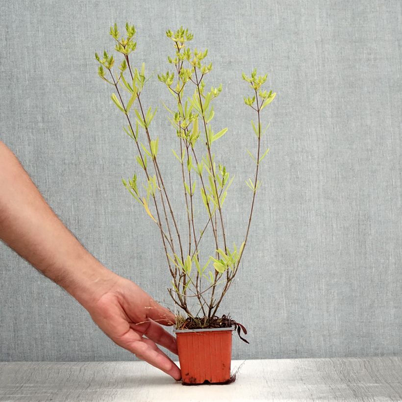 Amostra de Hypericum densiflorum Buttercup Vaso de 8/9 cm tal como entregue no verão