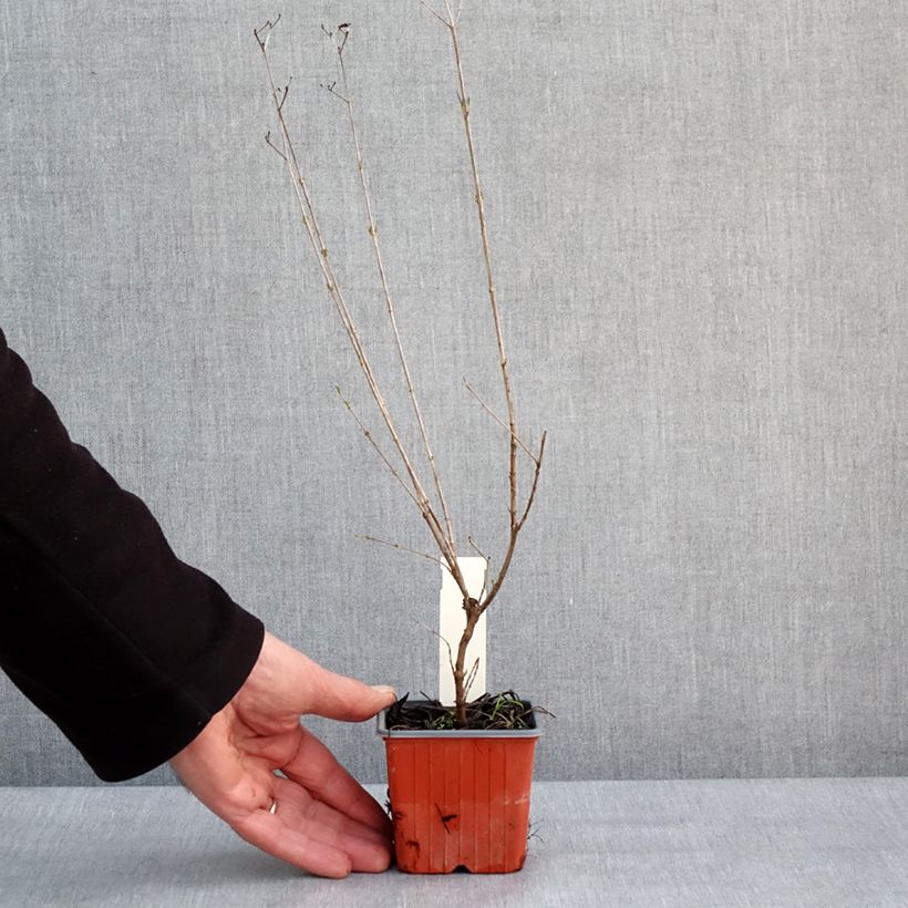 Amostra de Millepertuis - Hypericum densiflorum Buttercup Vaso de 8/9 cm tal como entregue no inverno