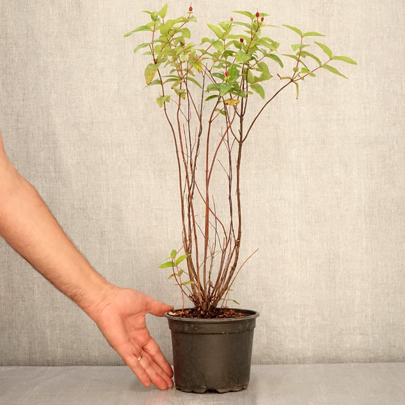 Amostra de Hypericum inodorum Elstead Vaso de 1,5 L/2 L tal como entregue no verão