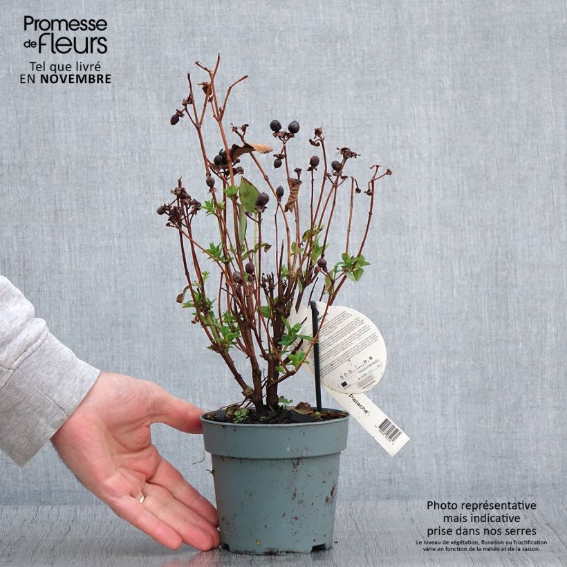 Amostra de Hypericum inodorum Miracle Pistache Vaso de 2 L/3 L tal como entregue no outono