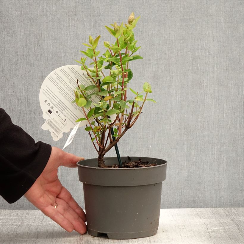 Amostra de Hypericum inodorum Miracle Pistache Vaso de 2 L/3 L tal como entregue na primavera