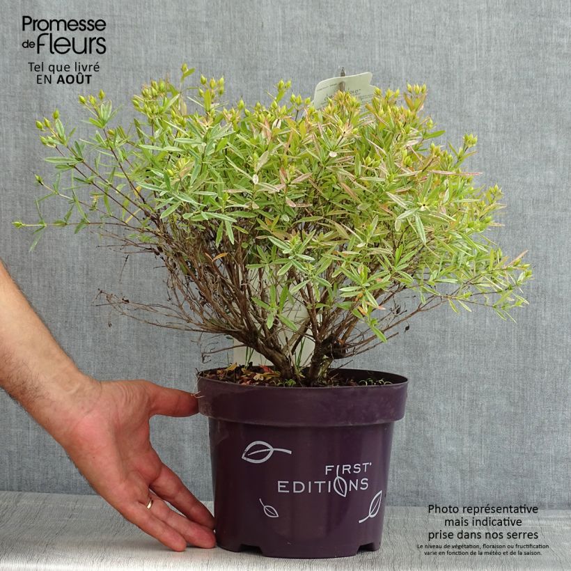 Amostra de Hypericum kalmianum Cobalt Vaso de 2 L/3 L tal como entregue no verão