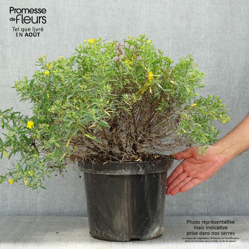 Amostra de Hypericum kalmianum Cobalt Vaso de 7,5 L/10 L tal como entregue no verão
