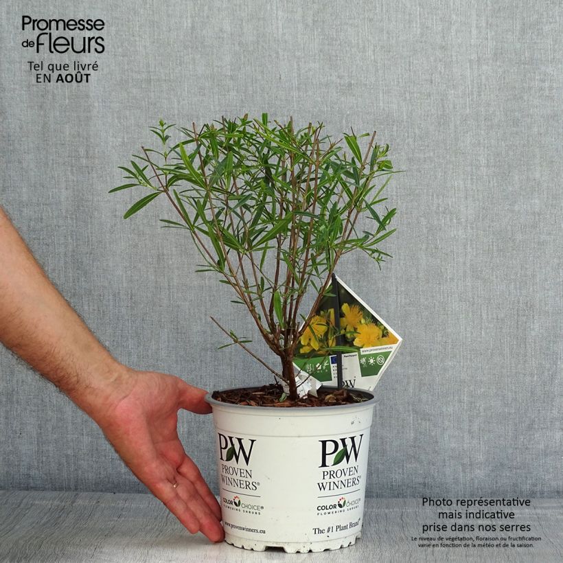 Amostra de Hypericum kalmianum Sunny Boulevard Vaso de 2 L/3 L tal como entregue no verão