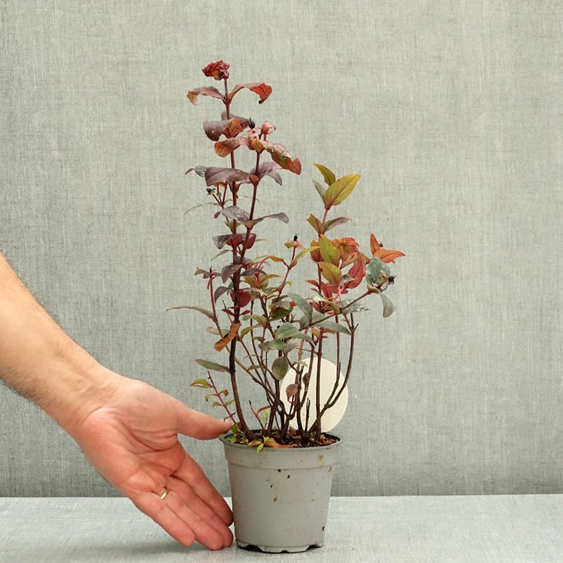 Amostra de Hypericum Miracle Night Vaso de 12 cm/13 cm tal como entregue no outono